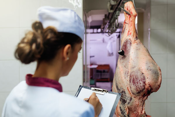 Carne siendo revisada en cámara frigorífica con ozono Carne Siendo Revisada En Cámara Frigorífica Con Ozono