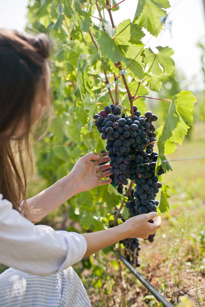 Imagen de racimo de uvas recolectado con buenas uvas por riego con ozono Imagen De Racimo De Uvas Recolectado Con Buenas Uvas Por Riego Con Ozono