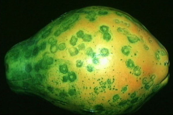 Papaya ringspot virus Papaya Ringspot Virus Solucion